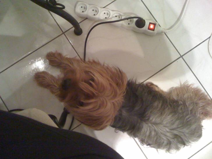 Quimau - Yorkshire Terrier Mâle (2 ans)