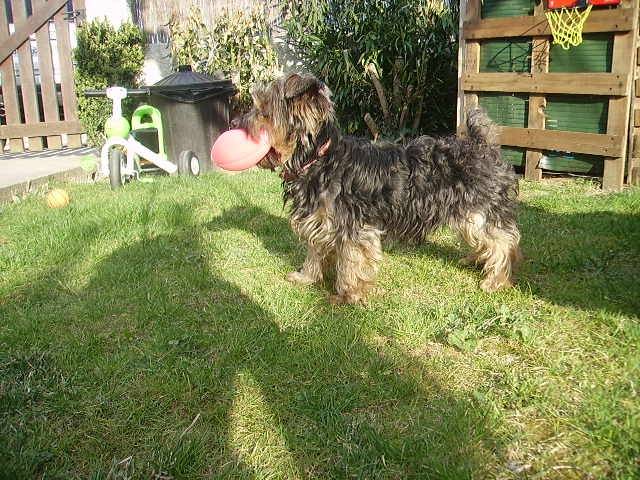 Loli - Yorkshire Terrier (5 ans)