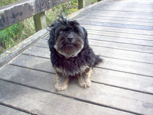 choupette et kenza - Yorkshire Terrier