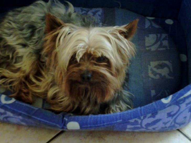 logane - Yorkshire Terrier Mâle (5 ans)