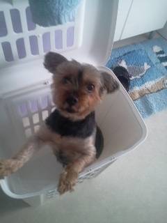 Clara - Yorkshire Terrier (9 ans)