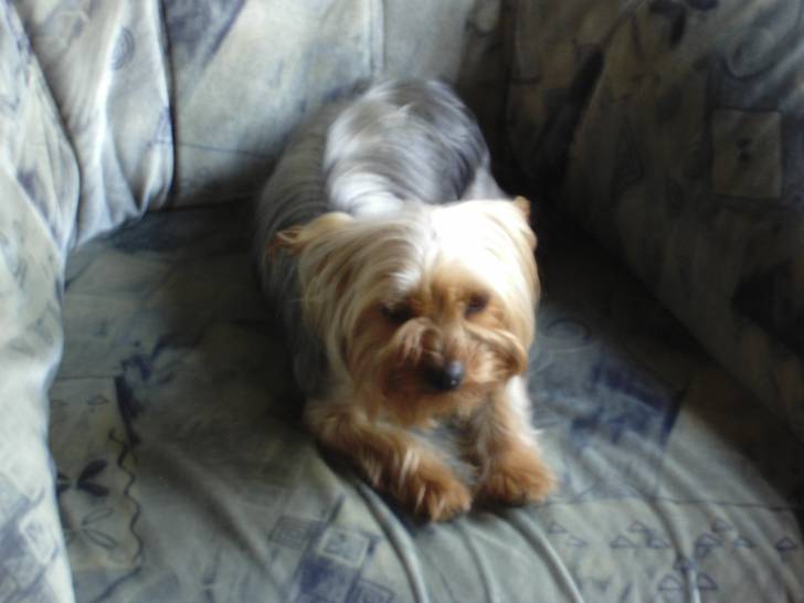 bella - Yorkshire Terrier (2 ans)