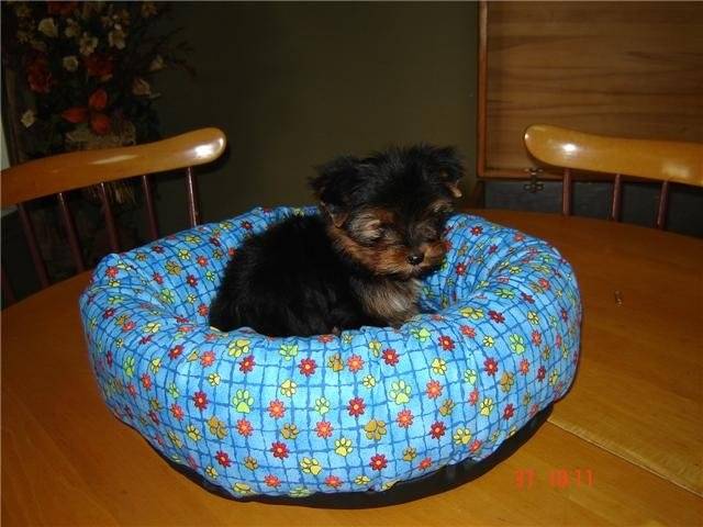 Bella - Yorkshire Terrier (3 mois)