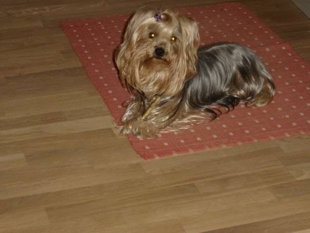 Tekno(déseder) - Yorkshire Terrier (9 ans)