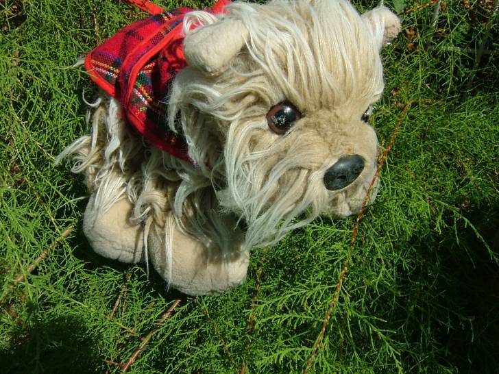 pokette - Yorkshire Terrier