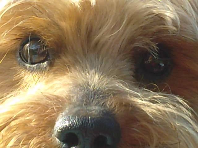 Ruby - Yorkshire Terrier Mâle (5 ans)