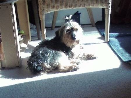 Scoubidou - Yorkshire Terrier Mâle (6 ans)