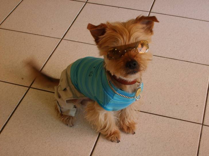 Duck - Yorkshire Terrier Mâle (3 ans)