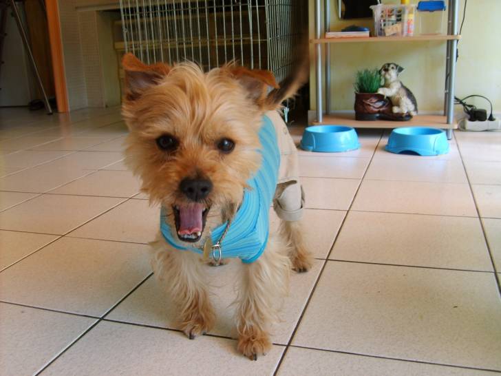 Duck - Yorkshire Terrier Mâle (3 ans)
