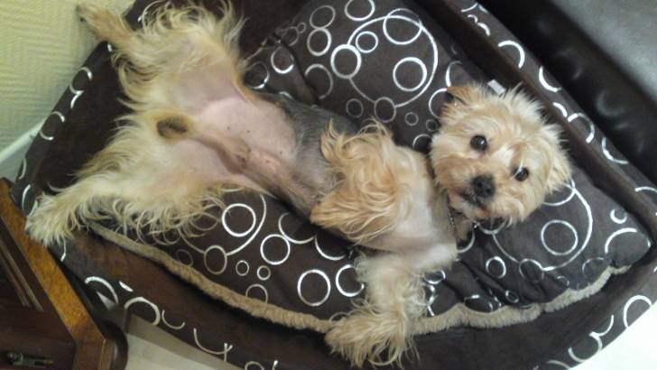 Duck - Yorkshire Terrier Mâle (3 ans)