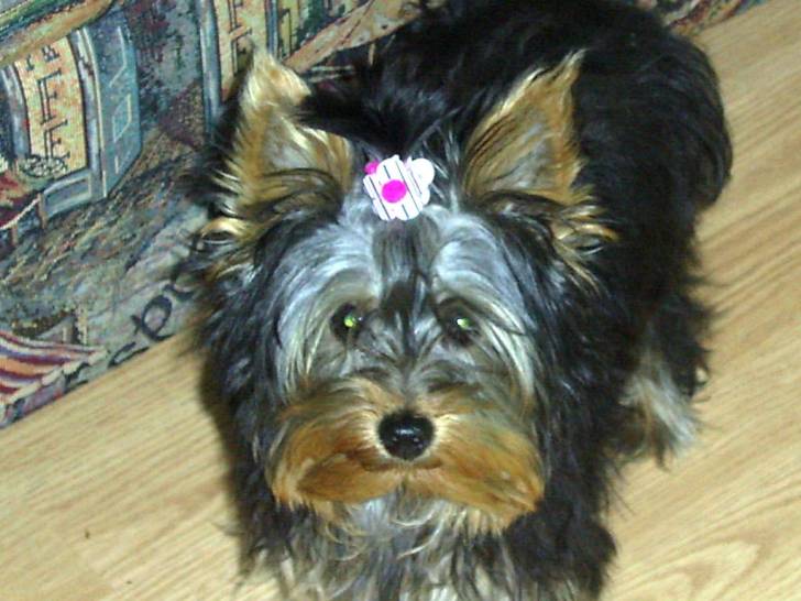 Becky - Yorkshire Terrier (3 ans)