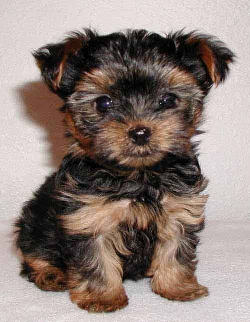 vicky - Yorkshire Terrier Mâle (7 ans)