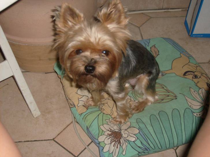 Téssy - Yorkshire Terrier