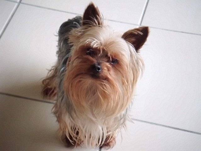 Cachou - Yorkshire Terrier Mâle (6 ans)