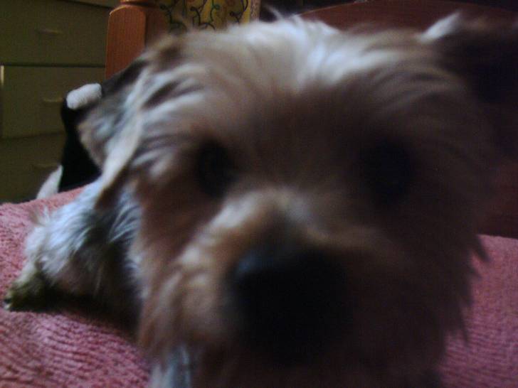 Benhur - Yorkshire Terrier Mâle (3 ans)