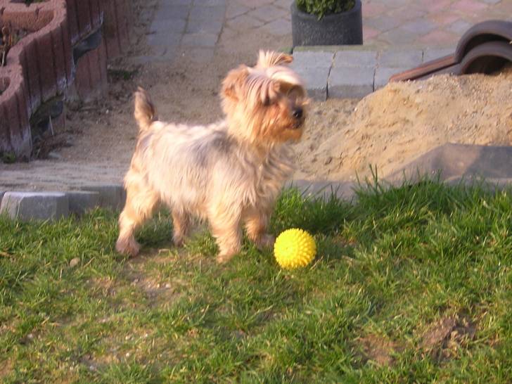 Tara - Yorkshire Terrier (9 ans)