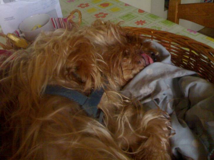 léo - Yorkshire Terrier Mâle (12 ans)