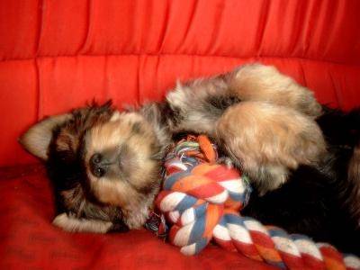 Jack bébé - Yorkshire Terrier Mâle (3 mois)