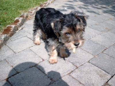 Jack bébé2 - Yorkshire Terrier Mâle (3 mois)