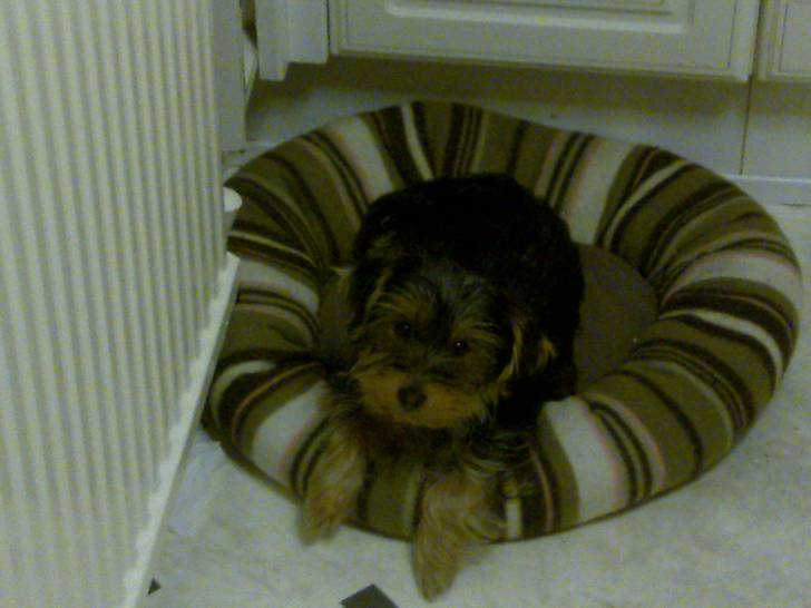 lucky - Yorkshire Terrier Mâle (4 mois)