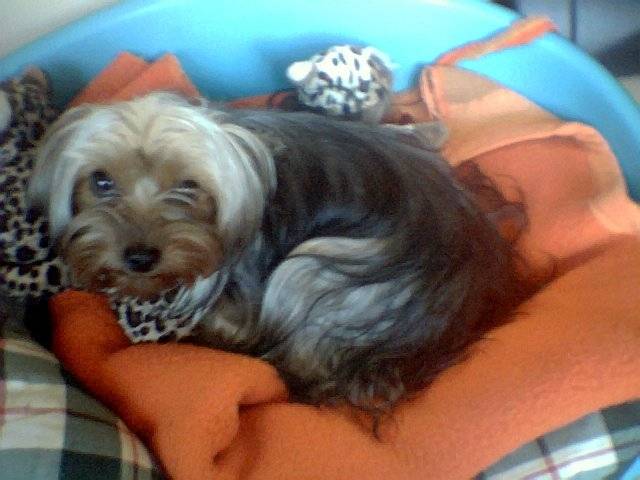 bella - Yorkshire Terrier (2 ans)