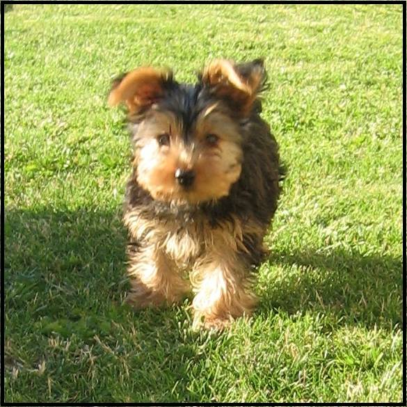 Even - Yorkshire Terrier Mâle (2 ans)