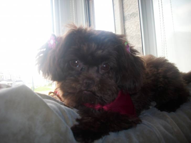 maggie - Yorkshire Terrier (7 mois)