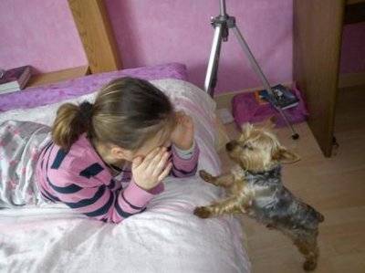Titeuf - Yorkshire Terrier Mâle (3 ans)