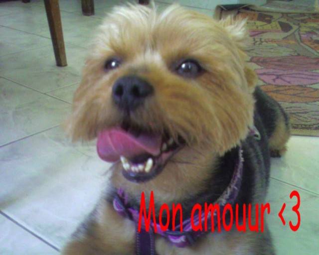 Picolo - Yorkshire Terrier Mâle (10 ans)