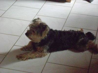 bouba - Yorkshire Terrier Mâle (1 an)