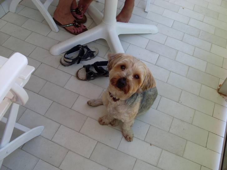 tchoupi - Yorkshire Terrier Mâle (4 ans)