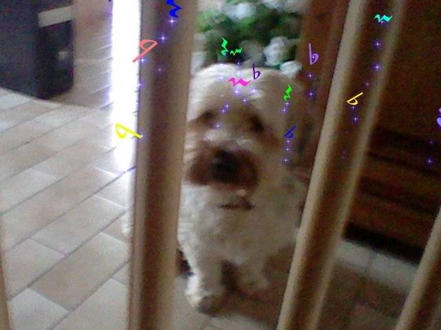 tchoupi - Yorkshire Terrier Mâle (4 ans)