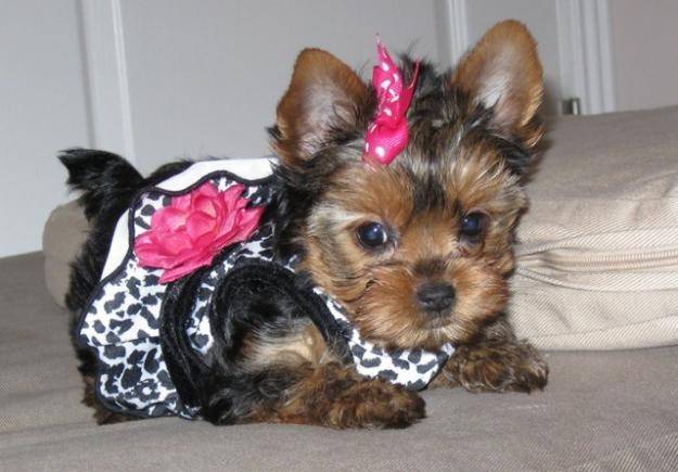 Carly - Yorkshire Terrier (1 mois)