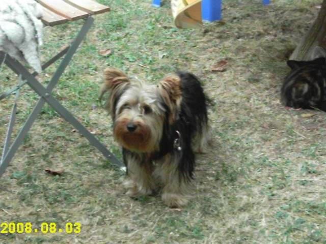 Choupette - Yorkshire Terrier (2 ans)