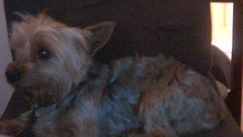 Titeuf - Yorkshire Terrier Mâle (3 ans)