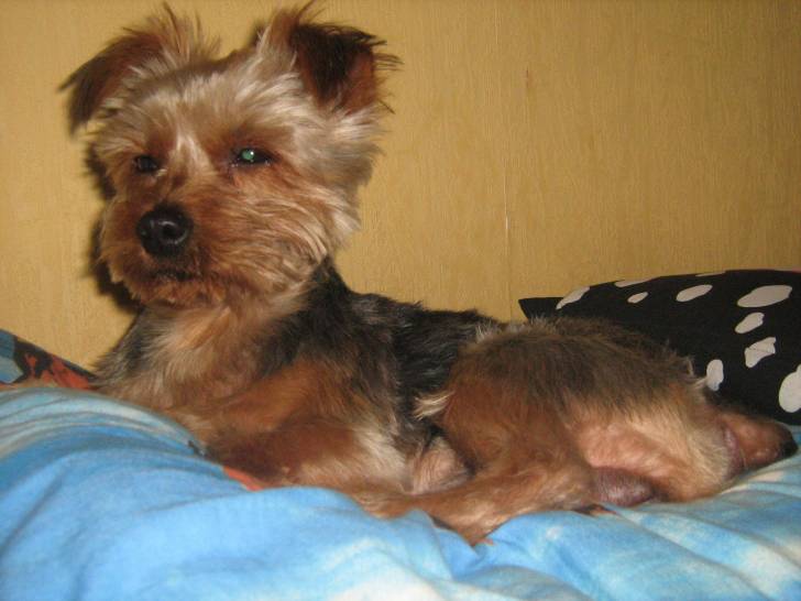 Vaupy - Yorkshire Terrier Mâle (5 ans)