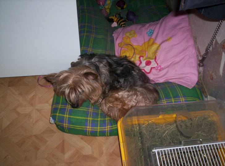 indy - Yorkshire Terrier (14 ans)