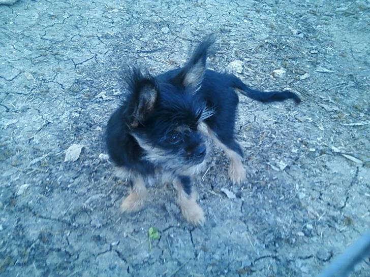 marely - Yorkshire Terrier