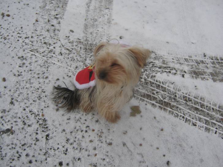 bella - Yorkshire Terrier (2 ans)