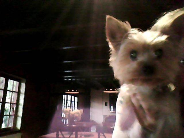 etni - Yorkshire Terrier Mâle (2 ans)