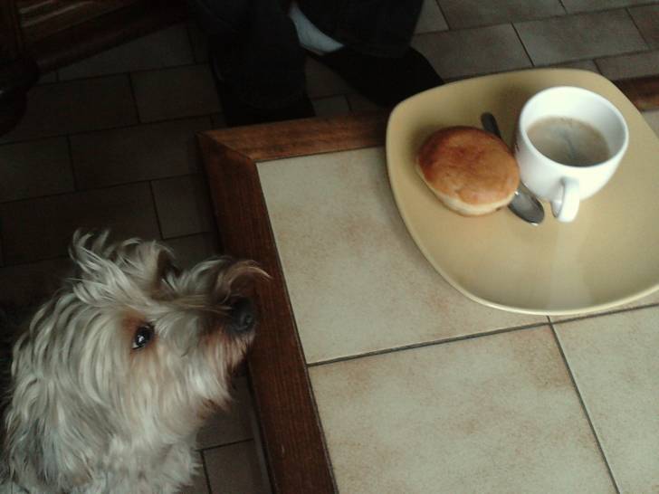 tchoupi - Yorkshire Terrier Mâle (4 ans)