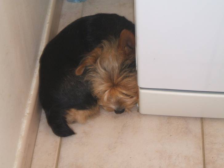 arthur - Yorkshire Terrier Mâle (4 ans)