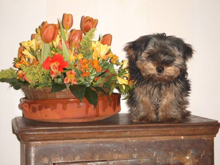 Diablo - Yorkshire Terrier Mâle (9 mois)