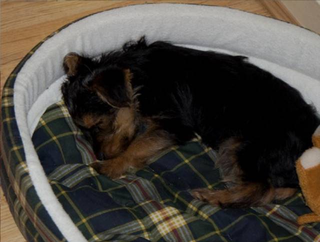 Alfie - Yorkshire Terrier Mâle (2 mois)