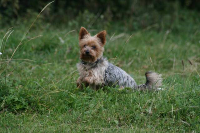 Fioni - Yorkshire Terrier (12 ans)