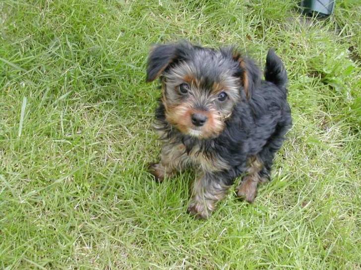 Arthur - Yorkshire Terrier Mâle (7 ans)