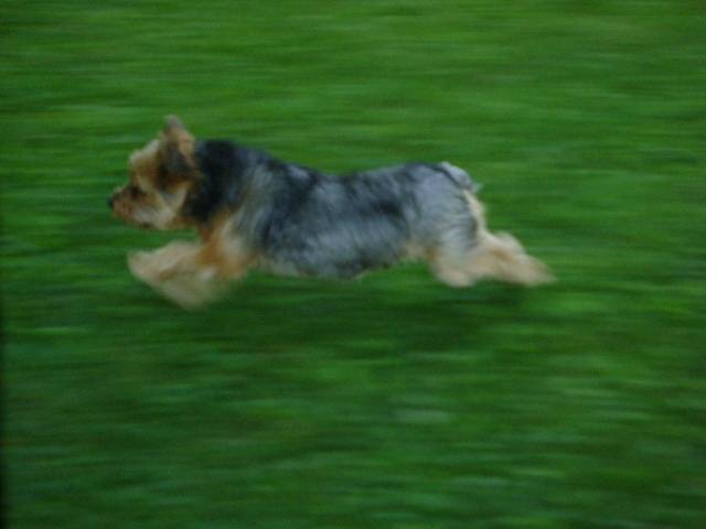 Elvis - Yorkshire Terrier Mâle (4 ans)