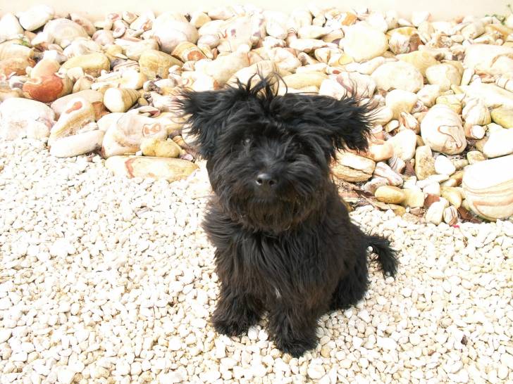 Codi - Yorkshire Terrier Mâle (1 an)