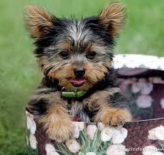 Jacob - Yorkshire Terrier Mâle