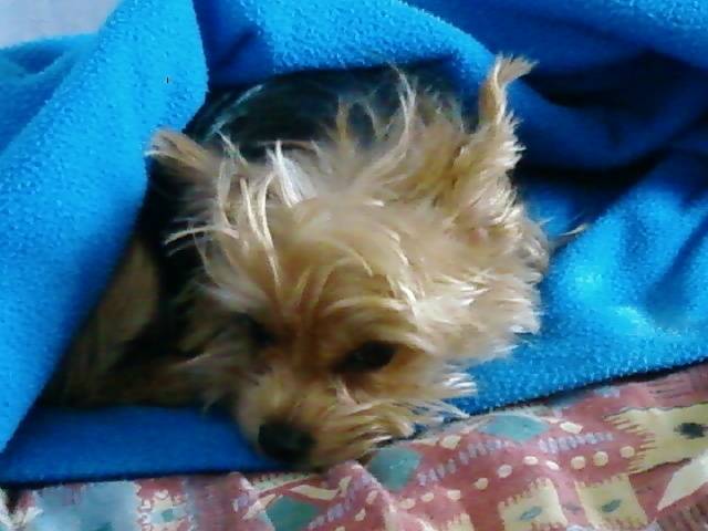Vendy - Yorkshire Terrier (5 ans)